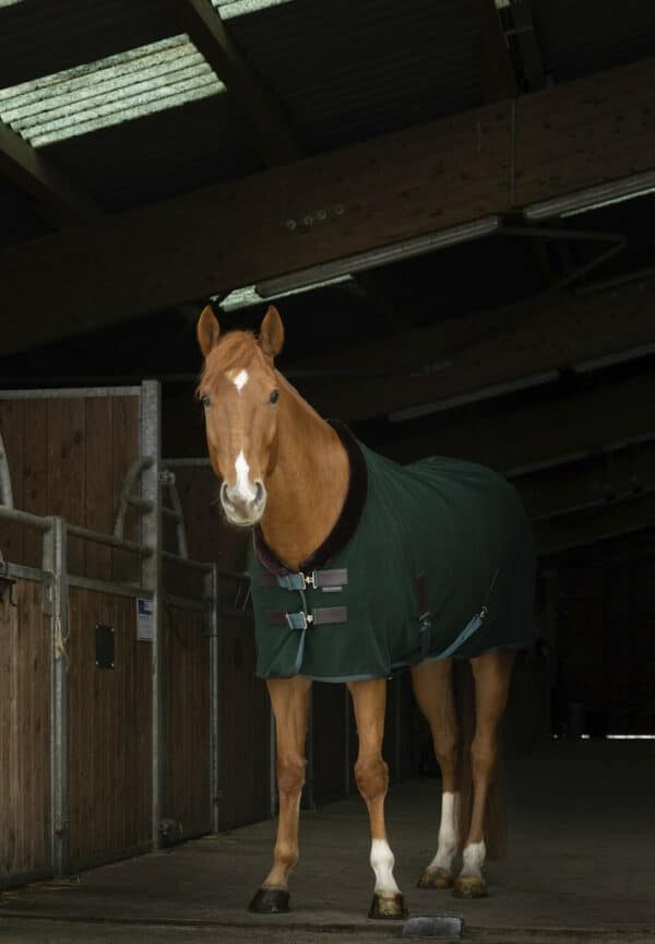 Equitheme - Chemise polaire cheval Teddy – Image 2