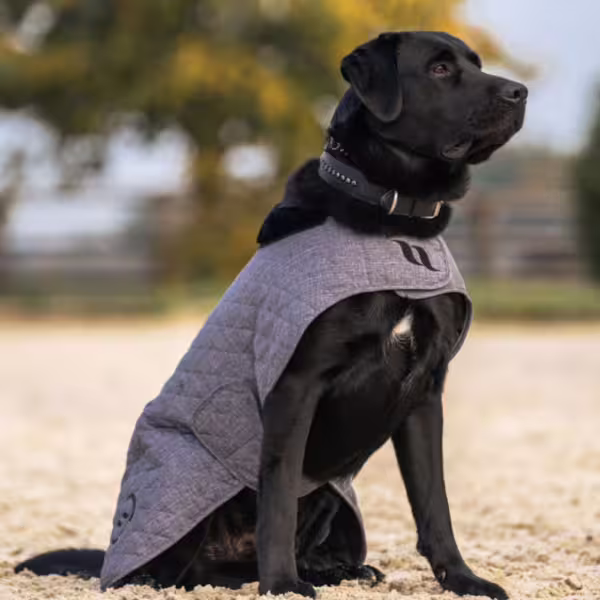 Back On Track - Manteau chien Haze gris – Image 4