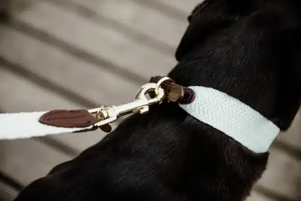 Kentucky - Laisse pour chien Jacquard light – Image 2