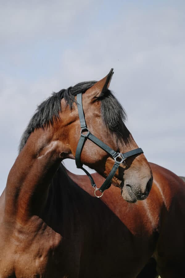 Riding World - Licol Cushion – Image 3