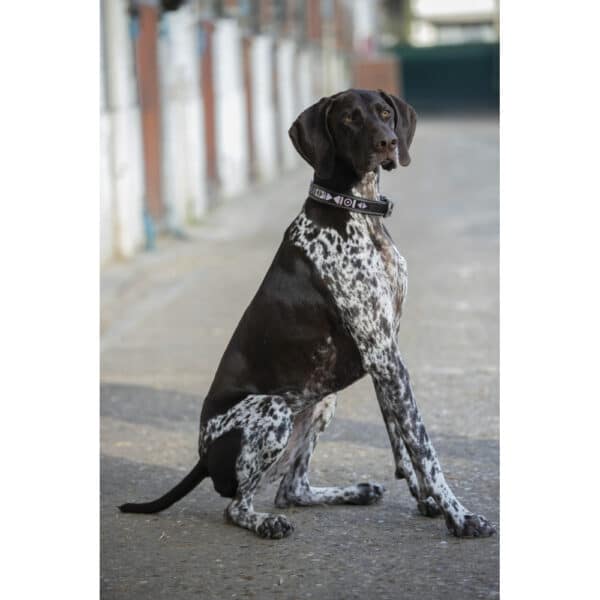 Penelope - Collier pour chien Pearl