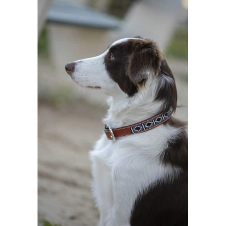 collier-pour-chien-penelope-pearl